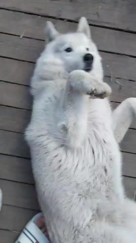 The media file is a video of a fluffy white husky dog lying on its back on a wooden deck. The dog is playfully rolling around, showing its belly and paws. Its tongue is slightly out, and its eyes are closed, suggesting it is enjoying itself. The dog's fur is thick and appears to be in good condition.

The scene is outdoors, with green grass visible in the background. The wooden deck appears to be weathered, indicating it might be an outdoor patio or porch. The lighting suggests it is daytime, possibly late afternoon or early evening, with soft natural light. The overall mood is relaxed and playful.

A person's feet, wearing white slide sandals with red and blue stripes, are visible in the lower left corner of the frame, suggesting the person is interacting with or observing the dog.

There is no visible text in the media file. The location context is Kamenka, Russia.