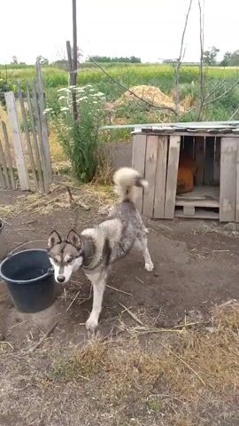 A Siberian husky stands in front of a bucket of water, its tail wagging. Behind the dog is a wooden doghouse, and beyond that is a field of tall grass and trees. The dog appears to be waiting for something, possibly to drink the water or to be fed.