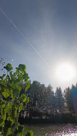 A vertical video shows a bright sunny sky with a thin white contrail from an airplane. The sun is visible as a bright orb in the upper right quadrant. In the lower half of the frame, a line of trees forms a dark silhouette against the sky. In the foreground, on the left, a cluster of green leaves from a plant is visible, slightly out of focus. Below the trees, a body of water reflects the sunlight, creating a shimmering effect. The overall scene is serene and natural, with the airplane contrail being the only indication of human activity.