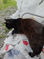 Multiple cats hanging out in a Rostov backyard on a quiet morning