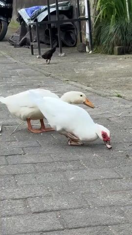 Two white ducks are foraging on a paved walkway. One duck in the foreground is bent over, pecking at something on the ground, its bright red face clearly visible. Behind it, another white duck stands upright, looking towards the first duck. A small black chicken is visible in the background, further down the walkway. The setting appears to be outdoors, with a glimpse of some greenery and a metal structure with a blue tarp in the background, suggesting a rural or semi-urban environment. The lighting is soft, indicating it might be overcast or late afternoon. The ducks appear focused on their search for food. No text is visible in the frame.