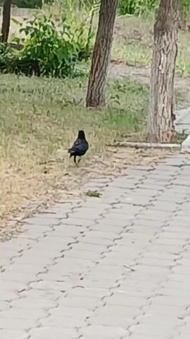The video shows a black bird walking on a paved path. The bird is facing away from the camera and appears to be moving to the right. The path is made of light-colored rectangular stones. To the left of the path, there is grass and some trees. The background is out of focus but appears to be more greenery. The lighting suggests it is daytime.