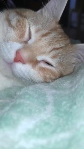 The video is a close-up shot of an orange and white cat lying down on a light green, fuzzy blanket. The cat's eyes are partially closed, and it appears to be drowsy or sleepy. The camera focuses on the cat's face, showing its whiskers, pink nose, and striped fur. The background is dark and out of focus, suggesting an indoor setting. The video lasts for a few seconds and the cat's expression changes slightly between frames.
