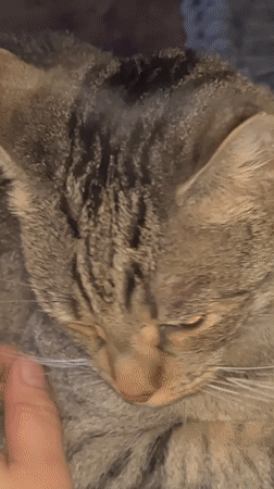 Cats and dogs chilling at home in Schwerin
