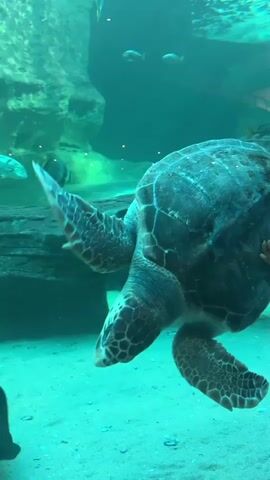 A large sea turtle, possibly a Green Sea Turtle or Loggerhead, is the primary subject of the video, swimming in an aquarium. The turtle is initially positioned vertically, with its head pointing downwards towards the sandy bottom and its flippers outstretched. It then slowly rotates its body, showcasing its patterned carapace and lighter-colored plastron (underside).

The setting is an indoor marine exhibit, characterized by a large glass panel, a sandy floor, and artificial rock formations in the background. The water is clear and exhibits a blue-green hue, suggesting a well-maintained habitat. Several other fish can be seen swimming in the deeper parts of the tank.

On the right side of the frame, a person's hand briefly appears, touching the glass panel, indicating that visitors are observing the marine life. Partial text, difficult to fully decipher, is visible on a white sign on the right, which seems to include an arrow and some alphanumeric characters like "NEW 21H.MM?". The scene appears calm and well-lit, typical of a public aquarium during visiting hours. The video captures the graceful movement of the turtle within its aquatic environment in Cape Town, South Africa.