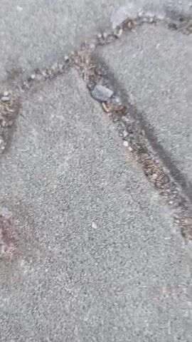 This video clip shows a close-up, low-angle view of a paved surface, likely a sidewalk or patio, composed of interlocking grey pavers. The pavers are slightly worn and have some dirt and debris accumulated in the cracks between them, suggesting an outdoor setting. In the foreground, a small, reddish-brown insect, possibly an ant, is visible moving across the pavement. There are also some reddish-brown stains on the ground, which could be from a spilled drink or other organic matter. The lighting suggests it is daytime, but the weather is not discernible. There is no visible text in the clip. The focus is entirely on the ground and the small insect.