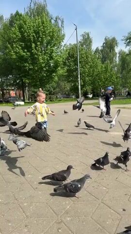 Here's a description of the video:

A young child, about 1-2 years old, is playing in a paved area with a flock of pigeons. The child is wearing a yellow and white shirt with a car design, blue jeans, and brown shoes. He has short blond hair and a happy expression. 

The pigeons are mostly gray and black, and are scattered around the child on the pavement. Some of the birds are flying, while others are walking or standing. 

The background includes green trees, a grassy area, a metal fence, and a building. The weather is sunny and bright. The child chases the pigeons, making them fly away. He appears delighted by this interaction. After the pigeons fly away, the child turns to look at the camera. The child then turns back to look at the pigeons.