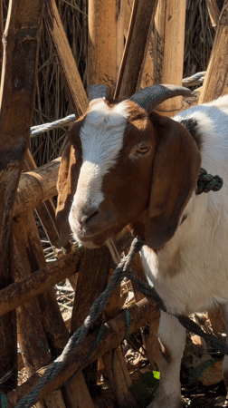 Person in colorful attire walks rocky terrain in Pokhara