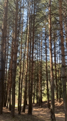 Morning sunlight captured in dense pine forest near Chaikovsky