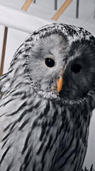 Owls, cats, and aquarium fish at home