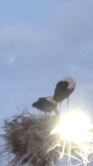 Two storks observed in nest, one standing, one crouching