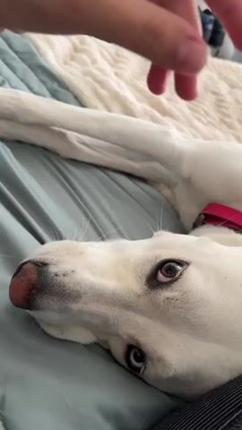 A close-up shot shows a person's hand with a finger extended towards a white dog lying on a bed. The dog's head is tilted, and its eyes are open. The dog's mouth opens and closes in response to the finger's movement. The bed is covered with a light-colored, textured blanket and a blue sheet. In the background, a row of shoes is visible. The overall scene appears to be an indoor domestic setting.