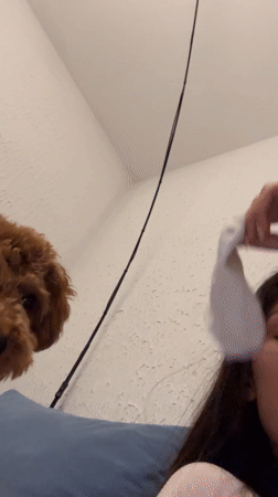 Woman plays with poodle in Montenegro home