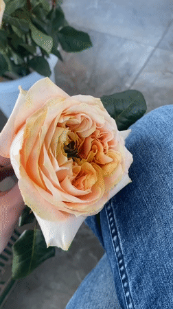 Flower shop activity and floral handling captured in Yekaterinburg