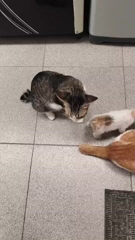 The video shows three cats in an indoor setting, likely a kitchen, with tiled flooring. In the foreground, a brown and white tabby cat is sitting, facing towards the right. To its right, a smaller, fluffy white and orange kitten is interacting with the tabby cat, appearing to nuzzle or groom it. In the background, on the right side of the frame, another cat's tail, which is orange and white striped, is visible. The tabby cat in the foreground occasionally looks up at the camera. The lighting suggests it is daytime or well-lit indoors.