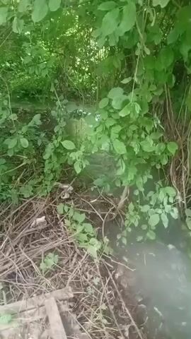 A body of water flows between dense green foliage and dry brush. There is trash visible on the bank of the water. The water appears murky.