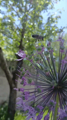 Spring garden moments captured in Dnipro during peaceful morning