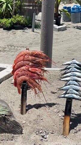 Two wooden skewers stand upright in the sand, each holding seafood. The left skewer holds a stack of large, red prawns, their heads and legs pointing upwards and outwards. The right skewer holds a row of smaller, silver fish, their bodies aligned horizontally. The fish appear to be whole and seasoned. To the right of the skewers, a pile of logs is arranged in a fire pit, with visible embers and ash, indicating a recent or ongoing fire. The background consists of a sandy beach with some vegetation and a glimpse of what appear to be blue barrels in the distance. The lighting suggests it is daytime.