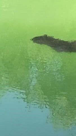 The video shows a dark, fuzzy object floating on the surface of green water. The object appears to be elongated and somewhat amorphous. The water is rippling, and reflections of trees or other vegetation are visible on its surface. The lower part of the frame shows a section of brighter, teal-colored water. The lighting is diffused, suggesting an overcast day or shade. No people are visible in the video.