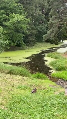 A still shot captures a tranquil outdoor scene with a winding body of water covered in a green algae bloom. On the grassy bank in the foreground, a mallard duck stands facing away from the camera. Another duck, possibly a duckling, is visible closer to the water's edge, appearing to interact with the water or a small stream. The background is dominated by lush green trees, creating a serene forest environment. The lighting suggests it is daytime, possibly overcast or early morning/late afternoon due to the soft light.