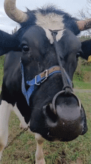 Person touches cow's nose in Lithuanian field