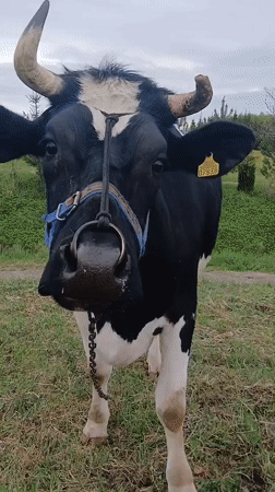 Person touches cow's nose in Lithuanian field