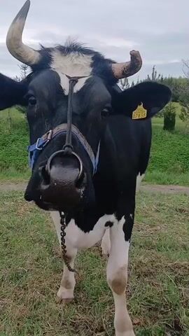 The video shows a close-up of a black and white cow with horns and a ring in its nose. The cow is standing in a grassy field. A hand reaches out to the cow's nose. The cow is wearing a blue halter. The ear tag number 07838 is visible. The sky is overcast.