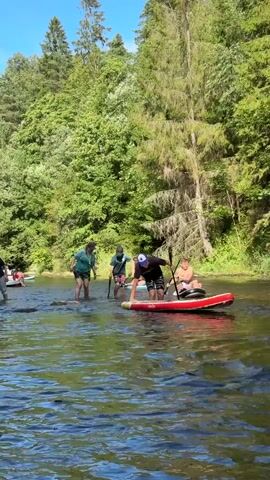 This is a video of a group of people paddleboarding on a river. The river is shallow and the people are walking in the water, pulling their paddleboards behind them. The river is surrounded by trees and the sky is blue. The video is shot from the perspective of someone in the water, looking towards the group of paddleboarders.