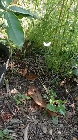 The video pans across a garden scene, focusing on potted plants and the ground beneath them. A black plastic pot with a small green plant is visible on the left. In the center and right of the frame, taller green plants with feathery leaves grow. The ground is covered with dirt, dried leaves, and small twigs. Sunlight filters through the foliage, casting shadows. The overall impression is of a natural, somewhat unkempt outdoor space.