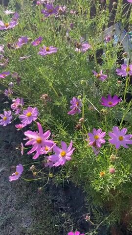 A close-up vertical shot shows a patch of pink cosmos flowers swaying in the breeze. The flowers are in various stages of bloom, with some fully open and others still in bud. The green foliage is dense and feathery. In the background, a weathered wooden fence is visible. The lighting suggests it is daytime, with sunlight filtering through the flowers and leaves.