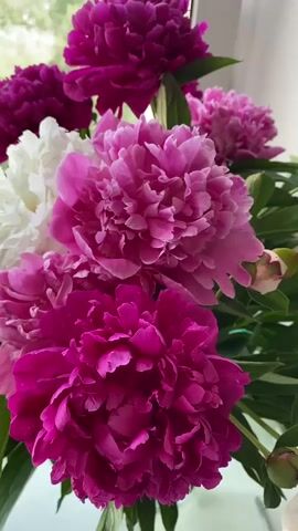 A close-up shot of a bouquet of peonies, in shades of pink, magenta, and white, sits on a windowsill. Some of the flowers are in full bloom, while others are still buds. Green leaves and stems surround the flowers. To the left of the bouquet, a small green plant in a white pot is visible. In the background, through the window, a residential street with parked cars and trees can be seen. A basket of tomatoes and lemons is on the windowsill to the left of the plant. The scene appears to be indoors, likely a home or apartment.