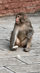 Tourists explore Zhangjiajie's scenic attractions, encounter monkeys, ride themed trains
