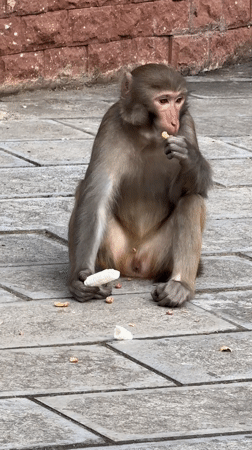 Tourists explore Zhangjiajie's scenic attractions, encounter monkeys, ride themed trains