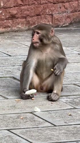 Tourists explore Zhangjiajie's scenic attractions, encounter monkeys, ride themed trains