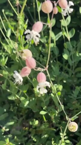The video shows a plant with light pink, balloon-shaped seed pods and small white flowers. A bee briefly appears and lands on one of the flowers before flying away. The background is a green, leafy ground cover. The lighting suggests it's daytime.
