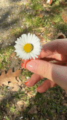 Woman offers daisy to Chihuahua on German path