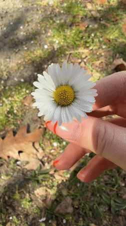 Woman offers daisy to Chihuahua on German path