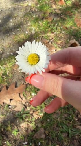 Woman offers daisy to Chihuahua on German path