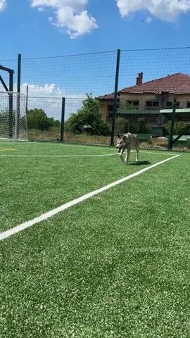 A husky walks slowly across a green sports field in the sunshine. The dog is grey and white with a black harness. In the background are a soccer goal, a basketball hoop, a chain link fence, trees, a house, and a blue sky with white clouds.