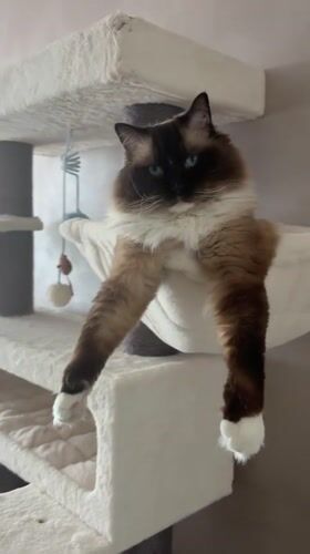 Ragdoll cat relaxes on white cat tree in Netherlands