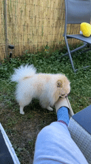 Pomeranian plays with owner's slipper in German backyard