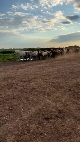 A herd of horses runs across a dirt path, kicking up dust. The horses are of various colors, including white, brown, and black. In the background, there is a green field and a blue sky with white clouds. The sun appears to be setting, casting a warm light on the scene. The camera is positioned low to the ground, looking up at the horses as they run past.