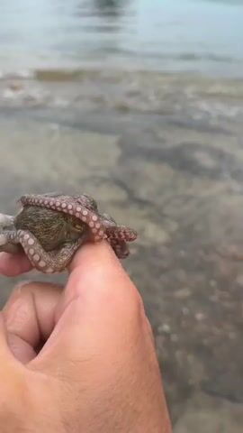 A close-up video shows a person's hand holding a small octopus on their finger. The octopus is light brown with visible suction cups on its tentacles. The background is out of focus, showing the edge of a body of water with ripples and a rocky shoreline. The octopus's tentacles are moving and wrapping around the finger.