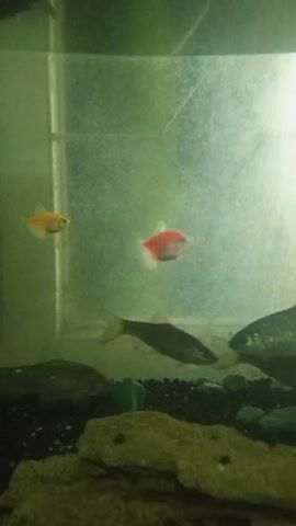 The video shows an aquarium with several fish. There is an orange tetra, a red tetra, and a few fish with black spots. The fish are swimming in the tank which has black gravel, some green stones, and a large rock at the bottom. The aquarium glass is dirty.