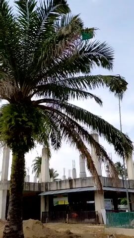 The camera pans up from a palm tree and a concrete structure under construction towards the sky. The sky is cloudy, with a layer of dark clouds and some sunlight peeking through. There are a few other palm trees visible in the distance. Some people are present in the open construction structure.