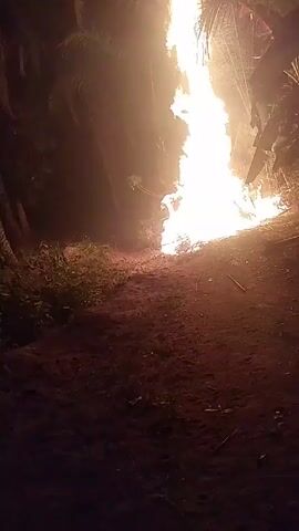At night, a large fire burns in an outdoor clearing. The fire is very bright, illuminating a path that leads to it. The ground is dirt, and there are patches of grass. The fire burns tall and steadily. Trees and foliage surround the fire on both sides.  The video appears to be taken from a stationary position, focusing solely on the fire.