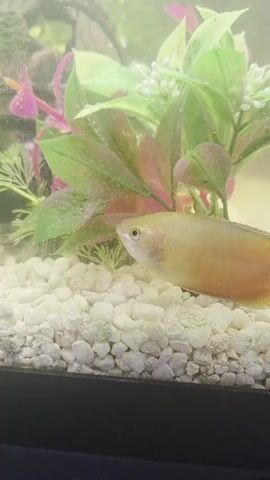 A yellow fish swims in a freshwater aquarium. The aquarium contains white gravel, artificial plants, and a decorative rock structure. The fish swims from left to right, then turns and swims to the left, disappearing behind a plant.