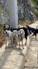 Goats and coastal cliffs along a Nha Trang highway