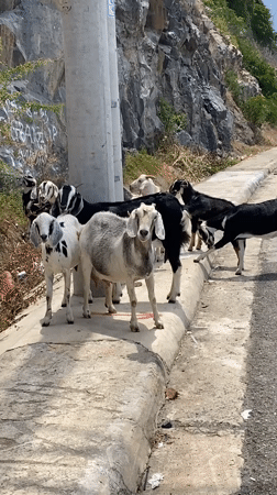 Goats and coastal cliffs along a Nha Trang highway