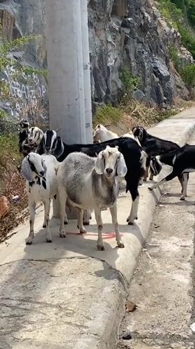 Goats and coastal cliffs along a Nha Trang highway